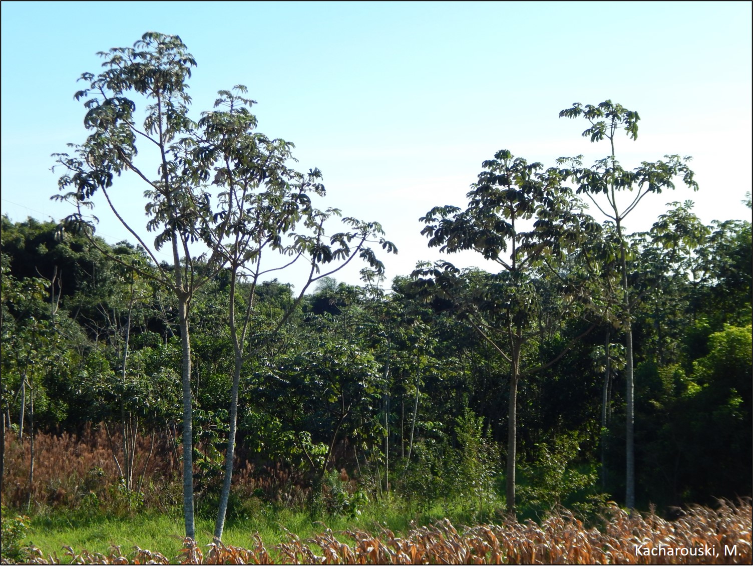 Figura 12 - Embaúba branca, Cecropia pachystachya.