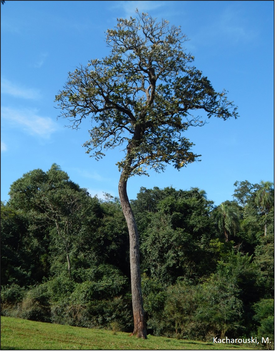 Figura 3 - Cedro rosa, Cedrela fissilis.