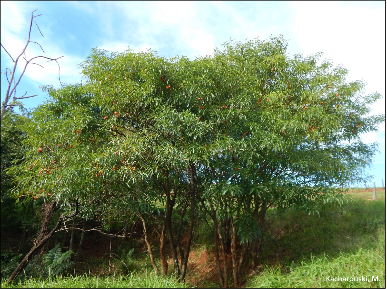 Figura 4 - Forquilheira, Tabernaemontana catharinensis.