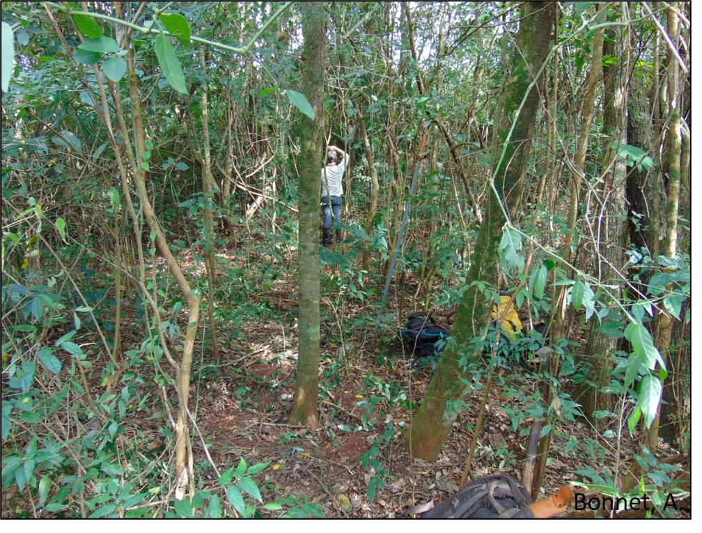 Figura 4 - Levantamento florístico em floresta fluvial.