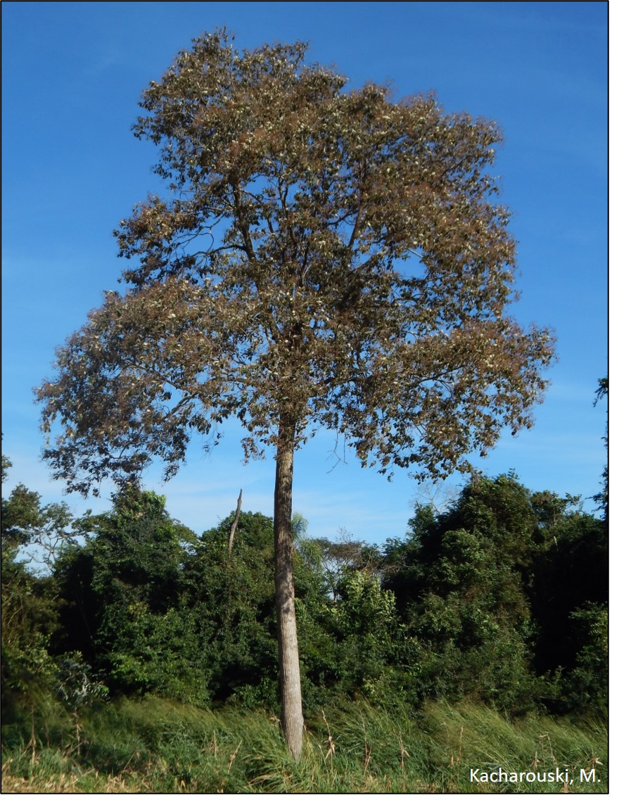 Figura 6 - Louro pardo, Cordia trichotoma.