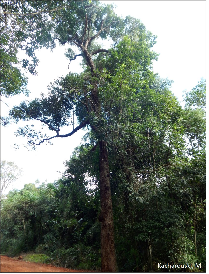 Figura 7 - Canela imbuia, Nectandra megapotamica.