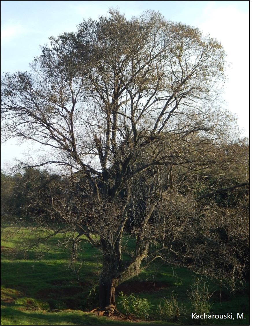 Figura 8 - Canela amarela, Nectandra lanceolata.