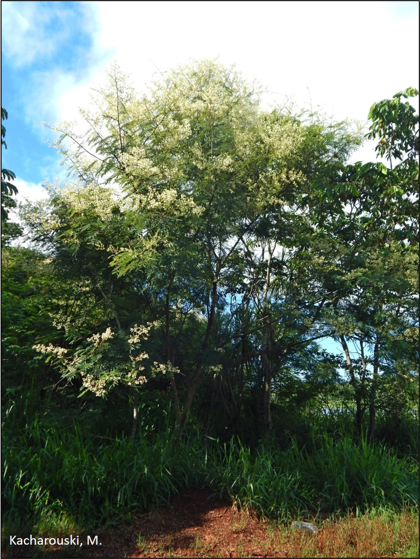 Figura 8 - Mimosa bimucronata.