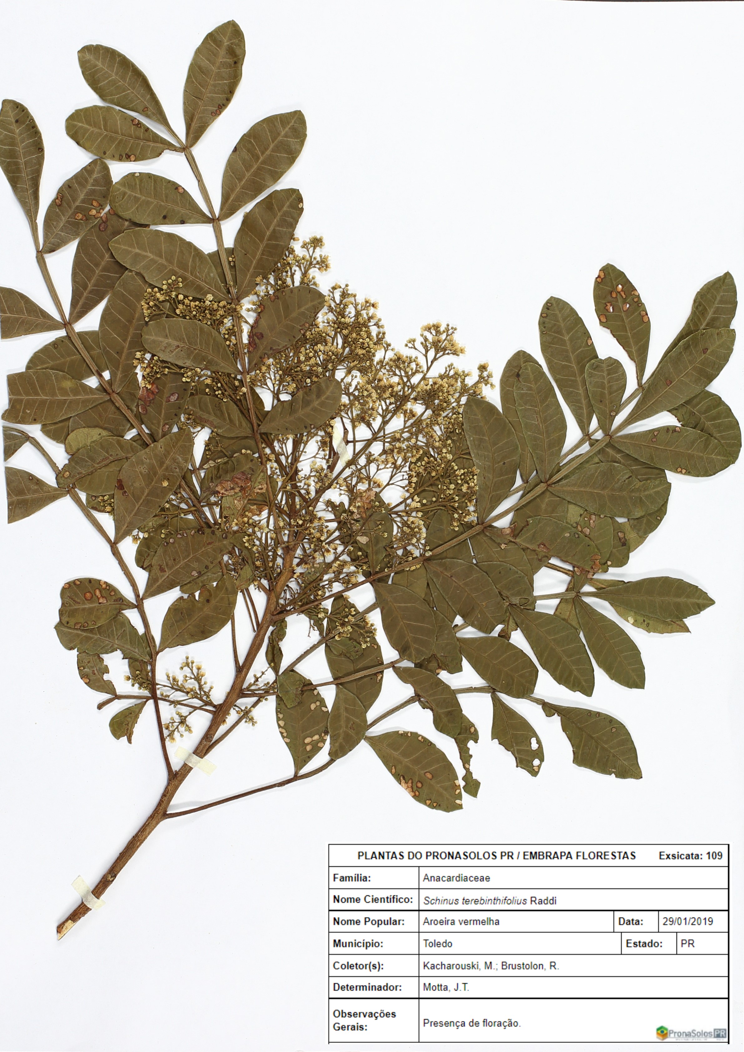 Schinus terebinthifolius