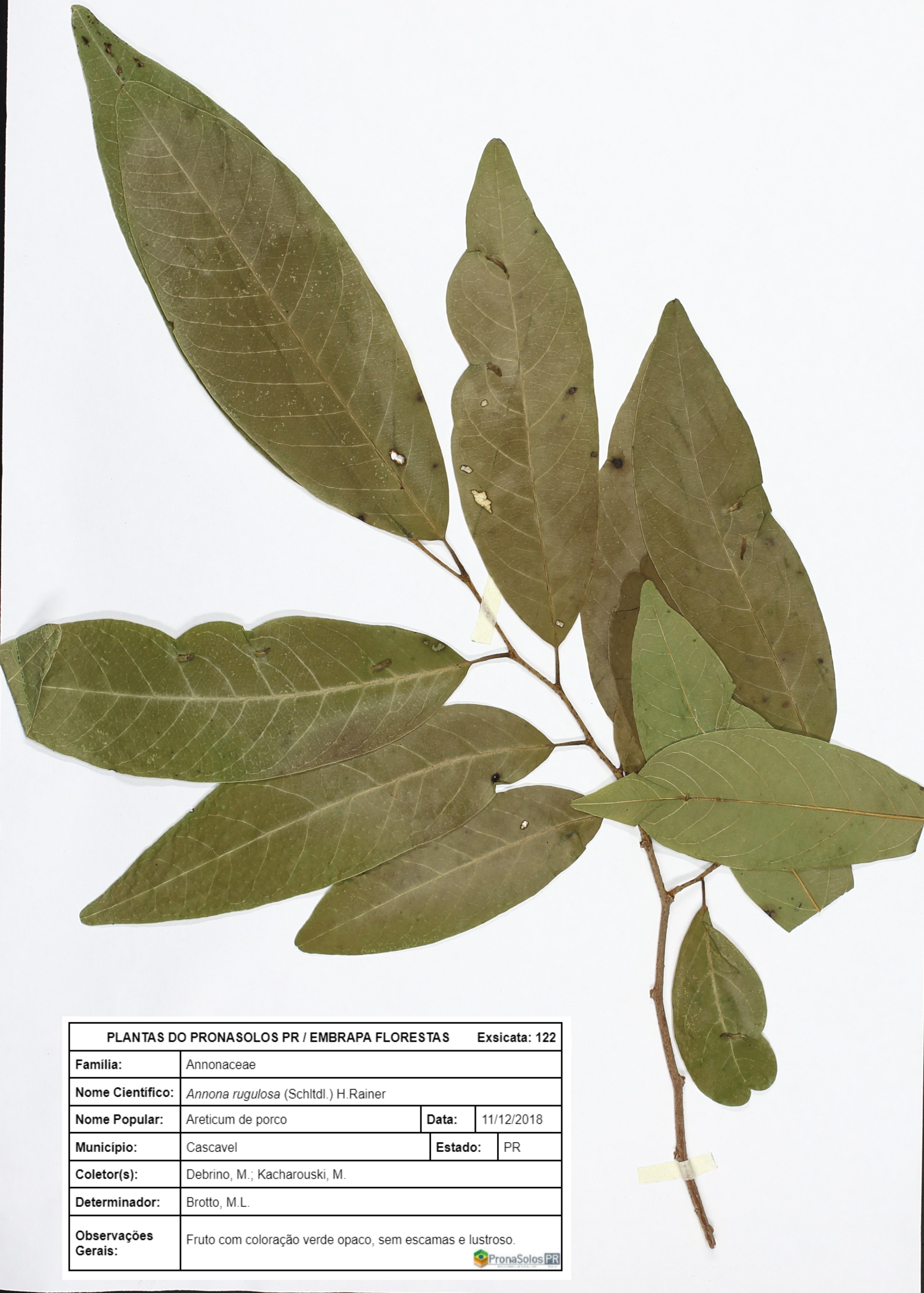 Annona rugulosa (Schltdl.) H.Rainer