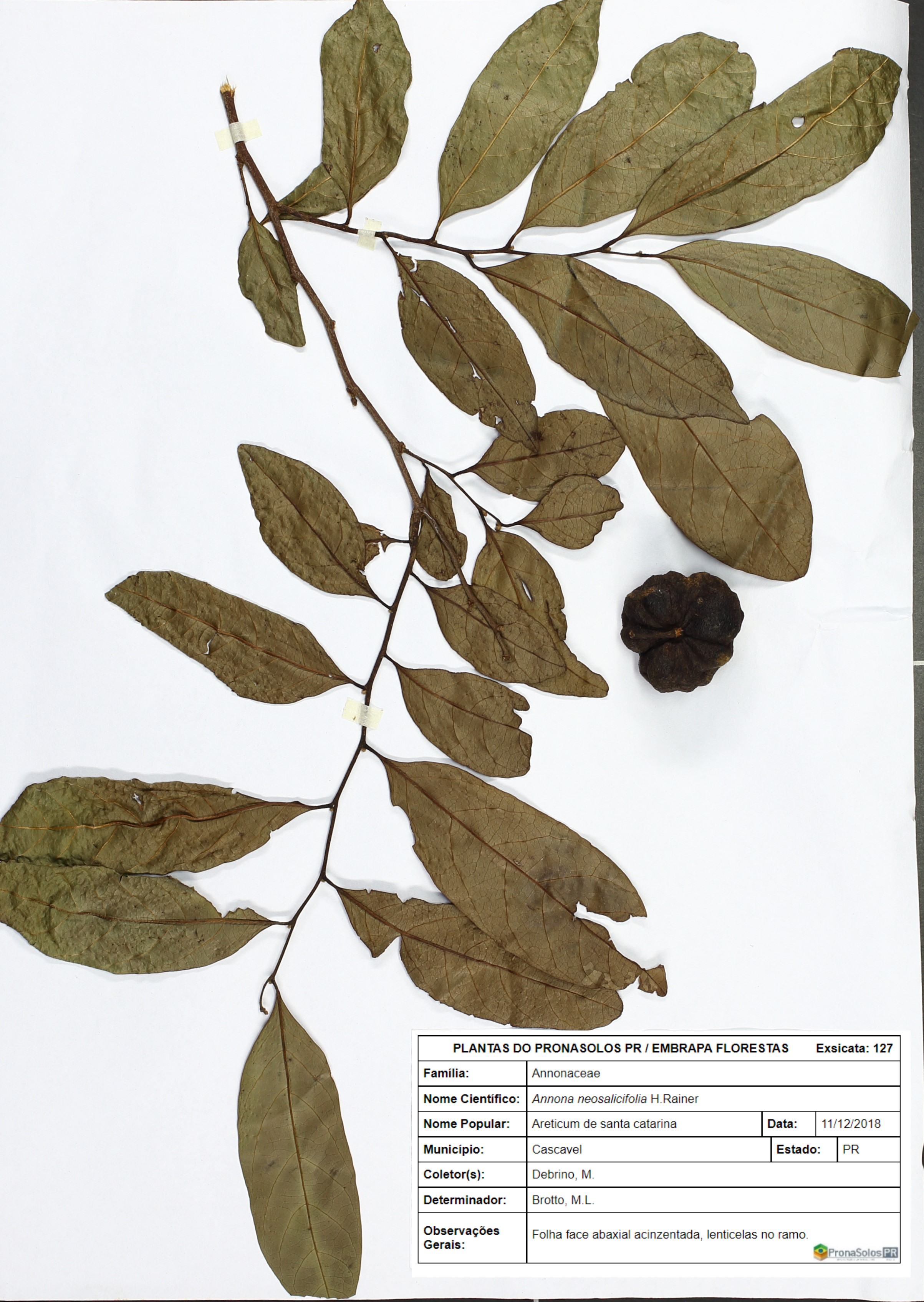 127_Annona neosalicifolia