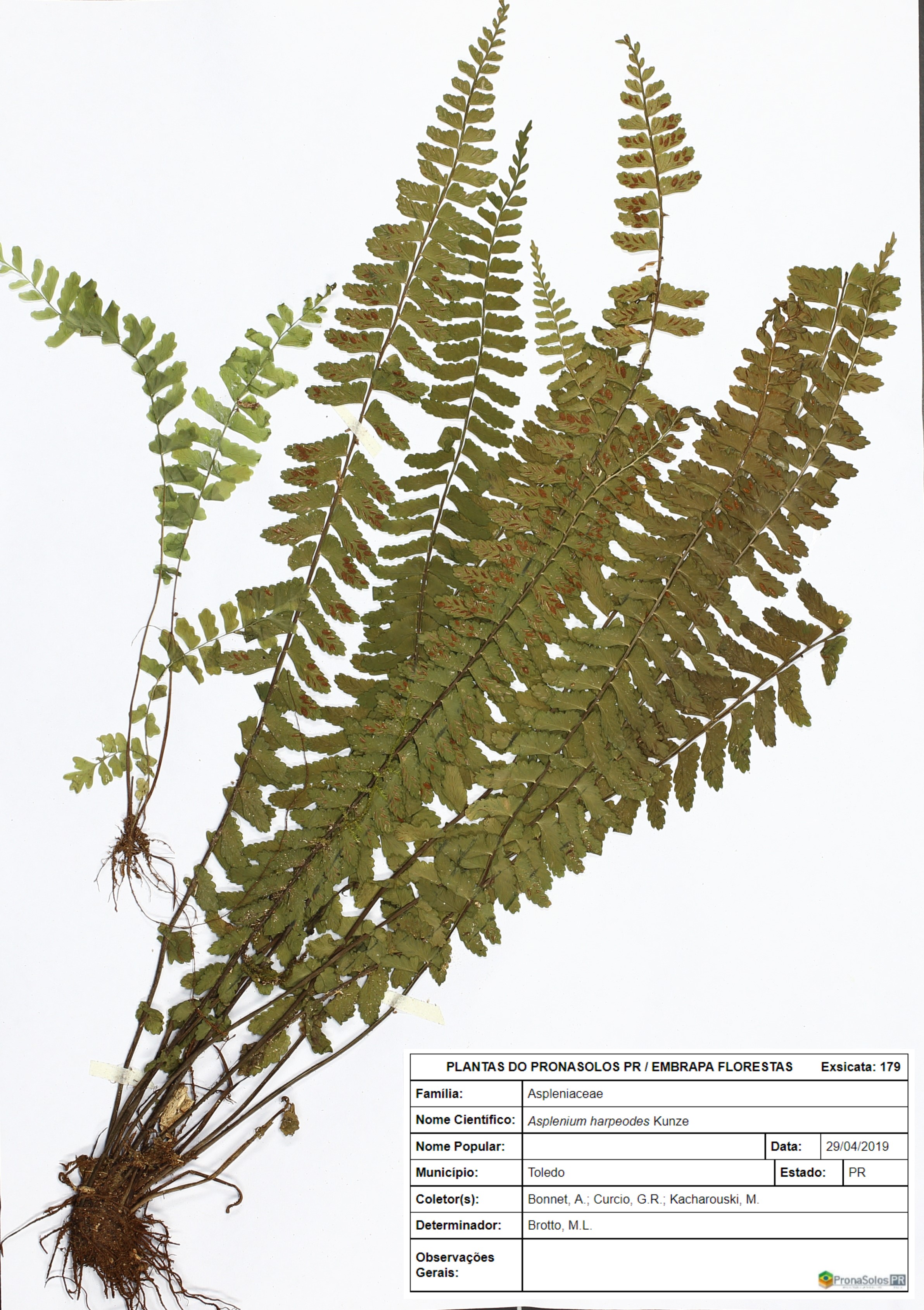 179_Asplenium harpeodes