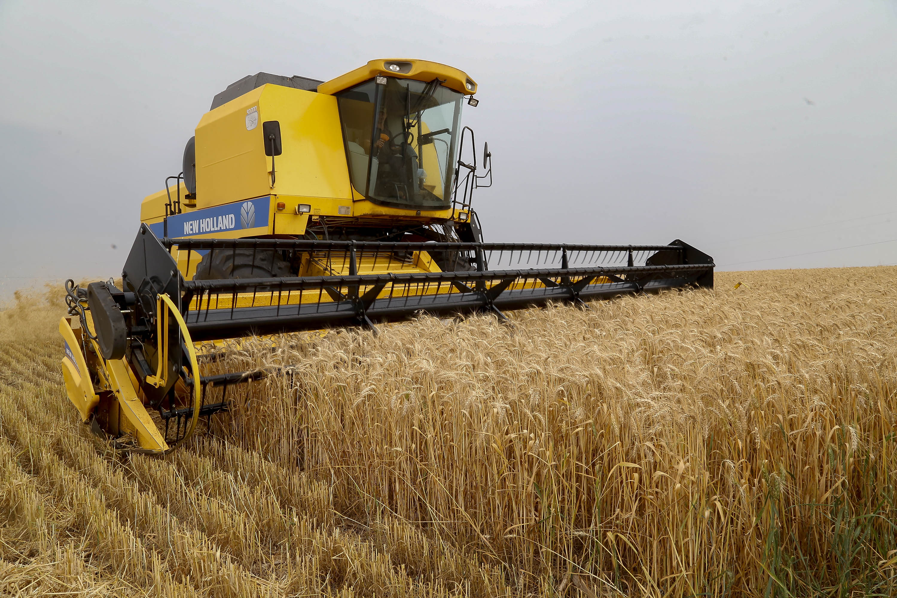 Trigo chega à reta final da colheita com preços em alta