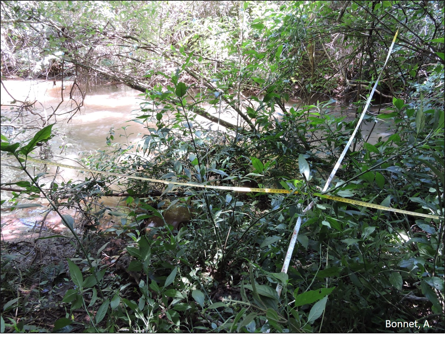 Figura 10 - Levantamento fitossociológico em floresta fluvial.