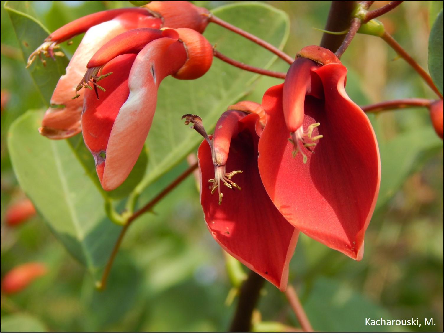 Figura 2 - Flor de Erythrina crista-galli - corticeira-do-banhado.