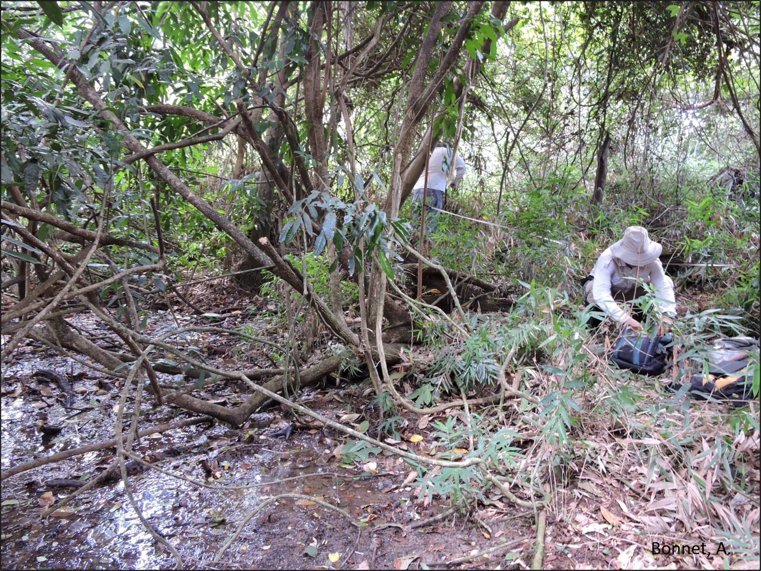 Figura 9 - Levantamento fitossociológico em floresta de área de nascente.