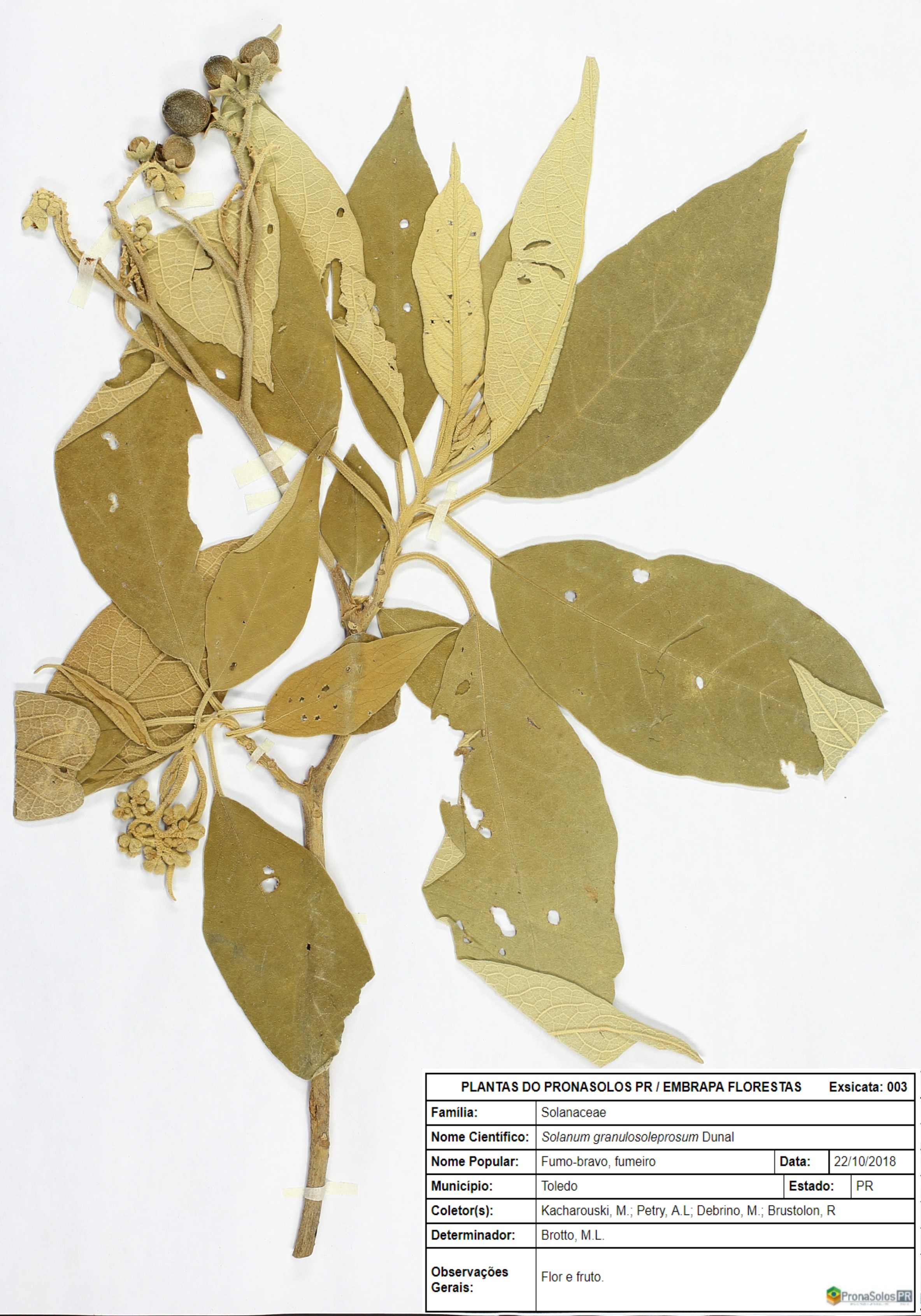003_Solanum granulosoleprosum Dunal