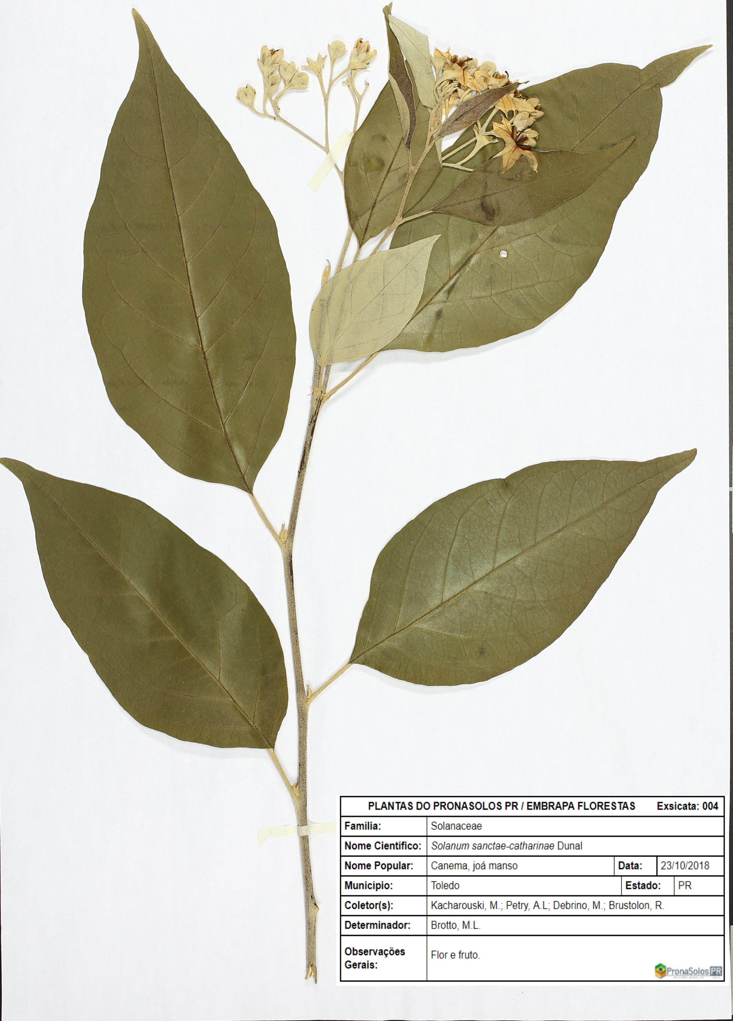 004_Solanum granulosoleprosum Dunal