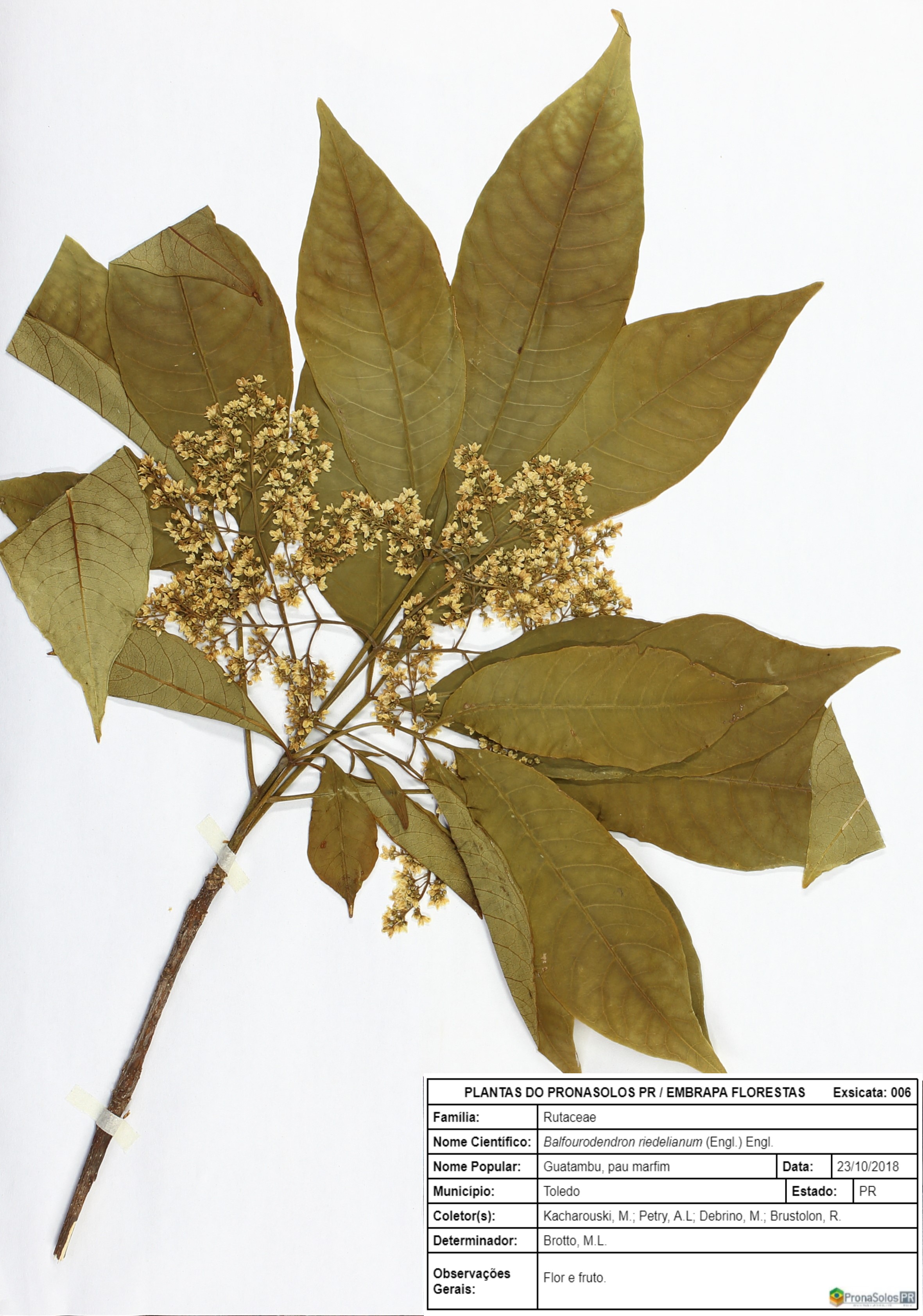 006_Balfourodendron riedelianum (Engl.) Engl.