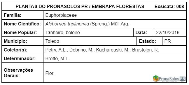 008_Alchornea triplinervia (Spreng) Mull Arg