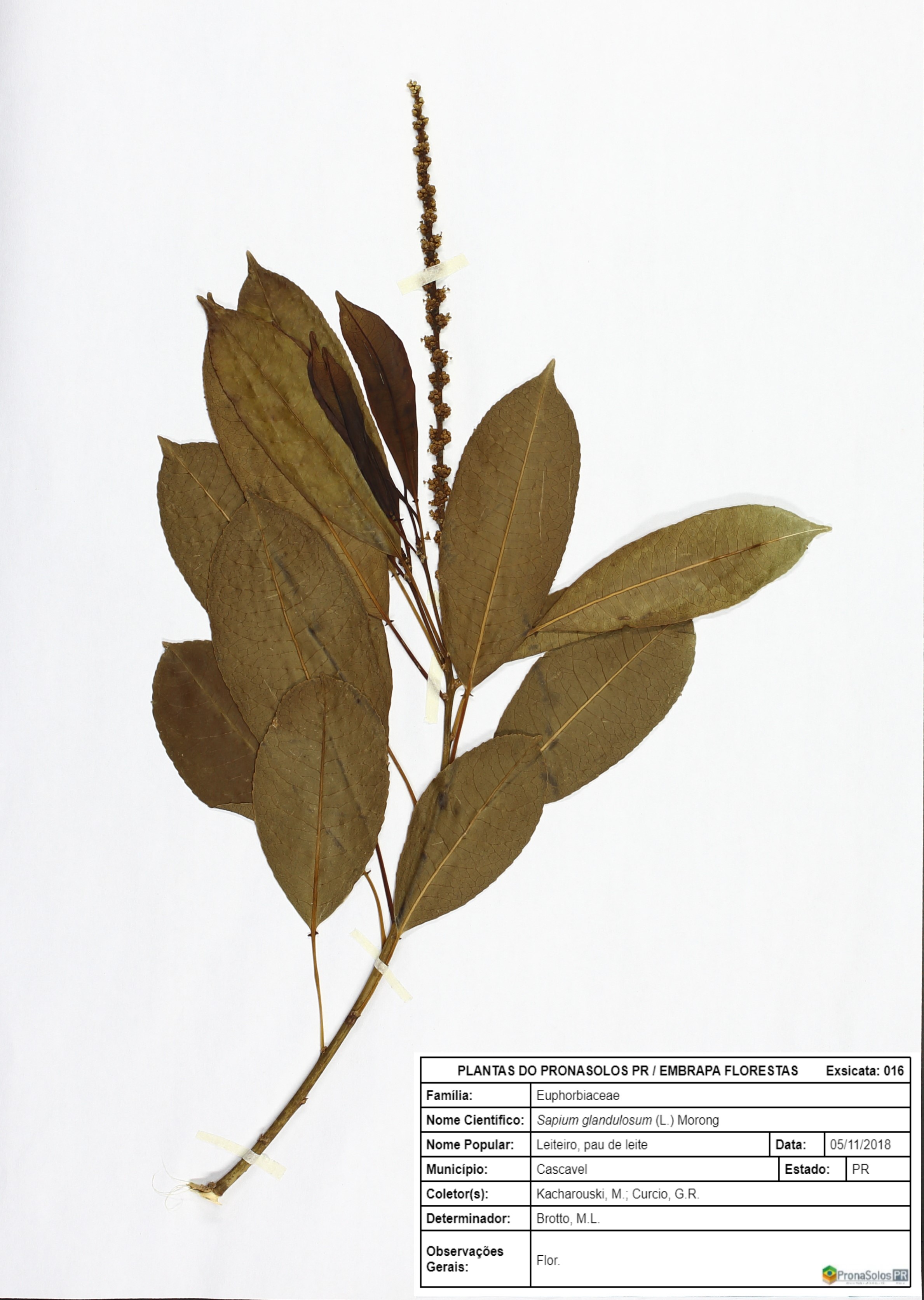 016_Sapium glandulosum