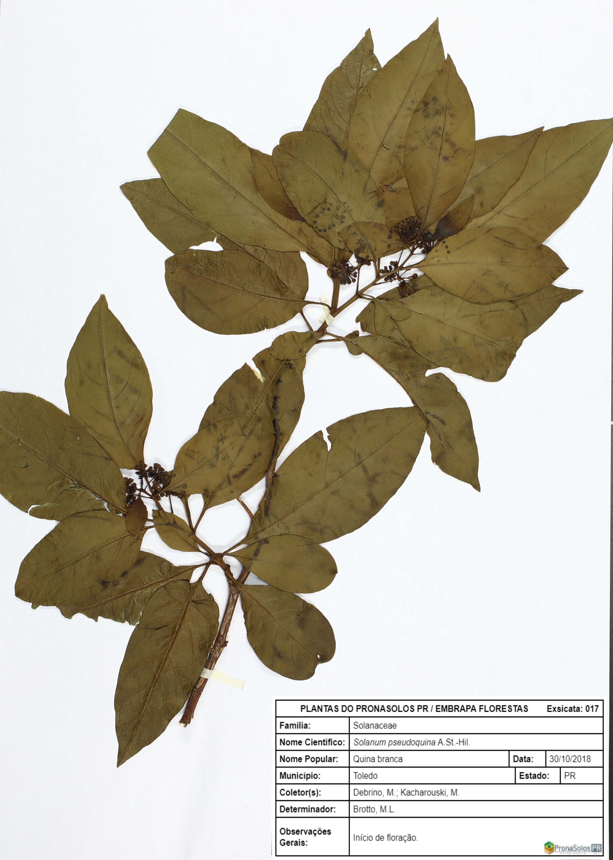 017_Solanum pseudoquina A.St.-Hil.