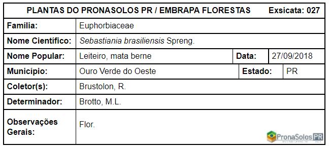 027_Sebastiania brasiliensis Spreng