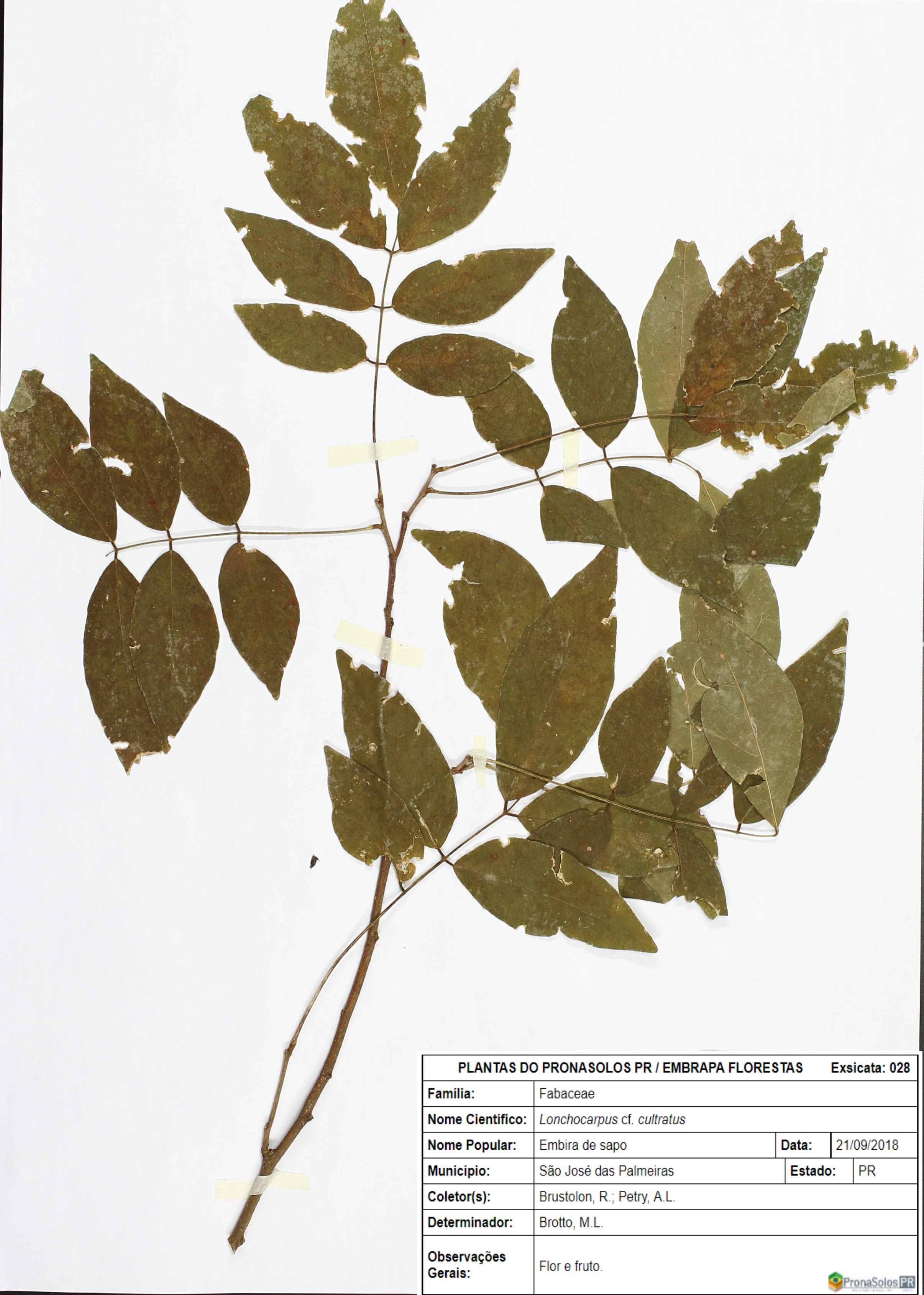 028_Lonchocarpus cf. cultratus (Vell.) A.M.G.Azevedo _ H.C.Lima