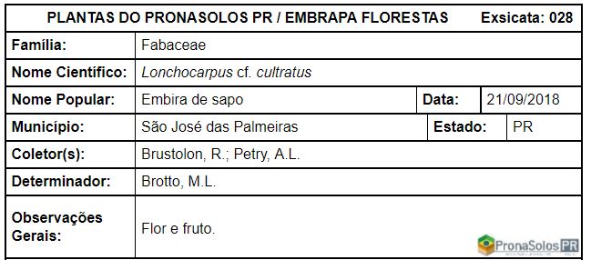 028_Lonchocarpus cf. cultratus (Vell.) A.M.G.Azevedo _ H.C.Lima