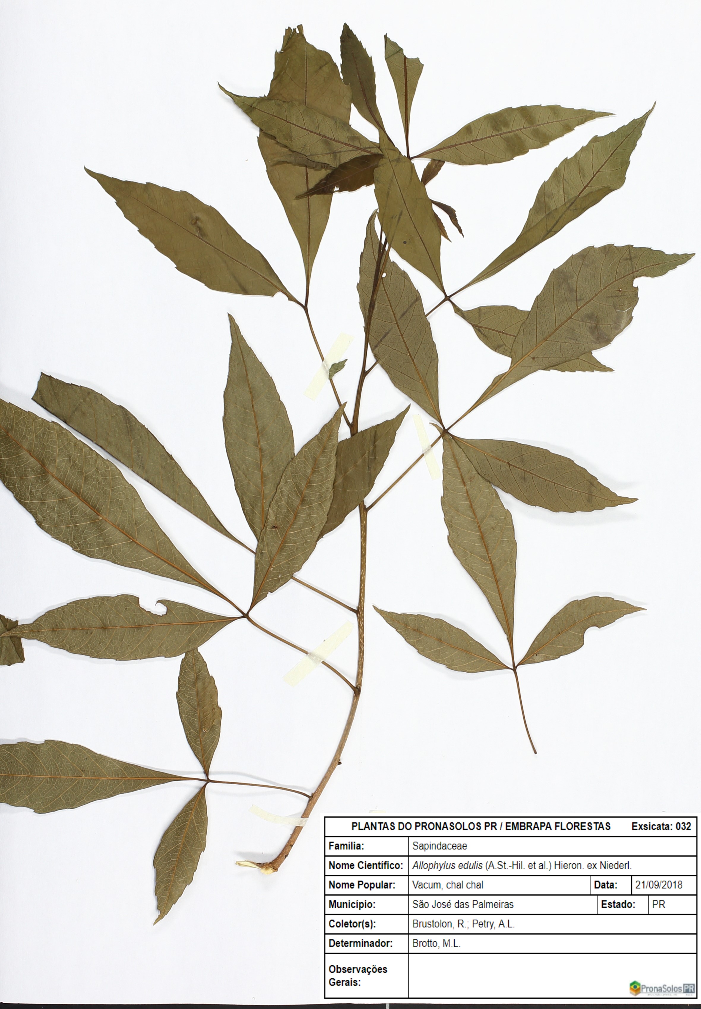 032_Allophylus edulis (A.St.-Hil. et al.) Hieron. ex Niederl.