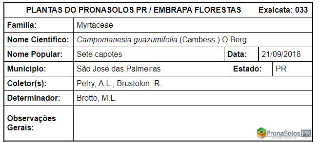 033_Campomanesia guazumifolia