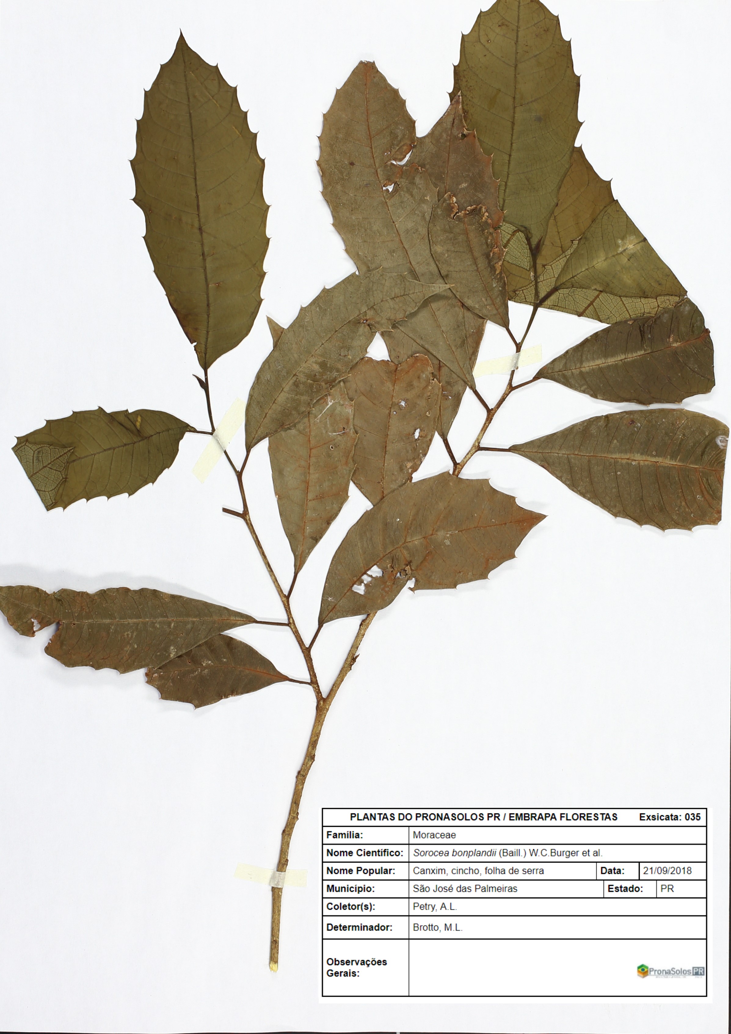 035_Sorocea bonplandii (Baill.) W.C.Burger et al.