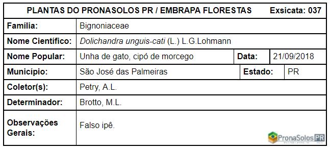 037_Dolichandra unguis-cati (L.) L.G.Lohmann