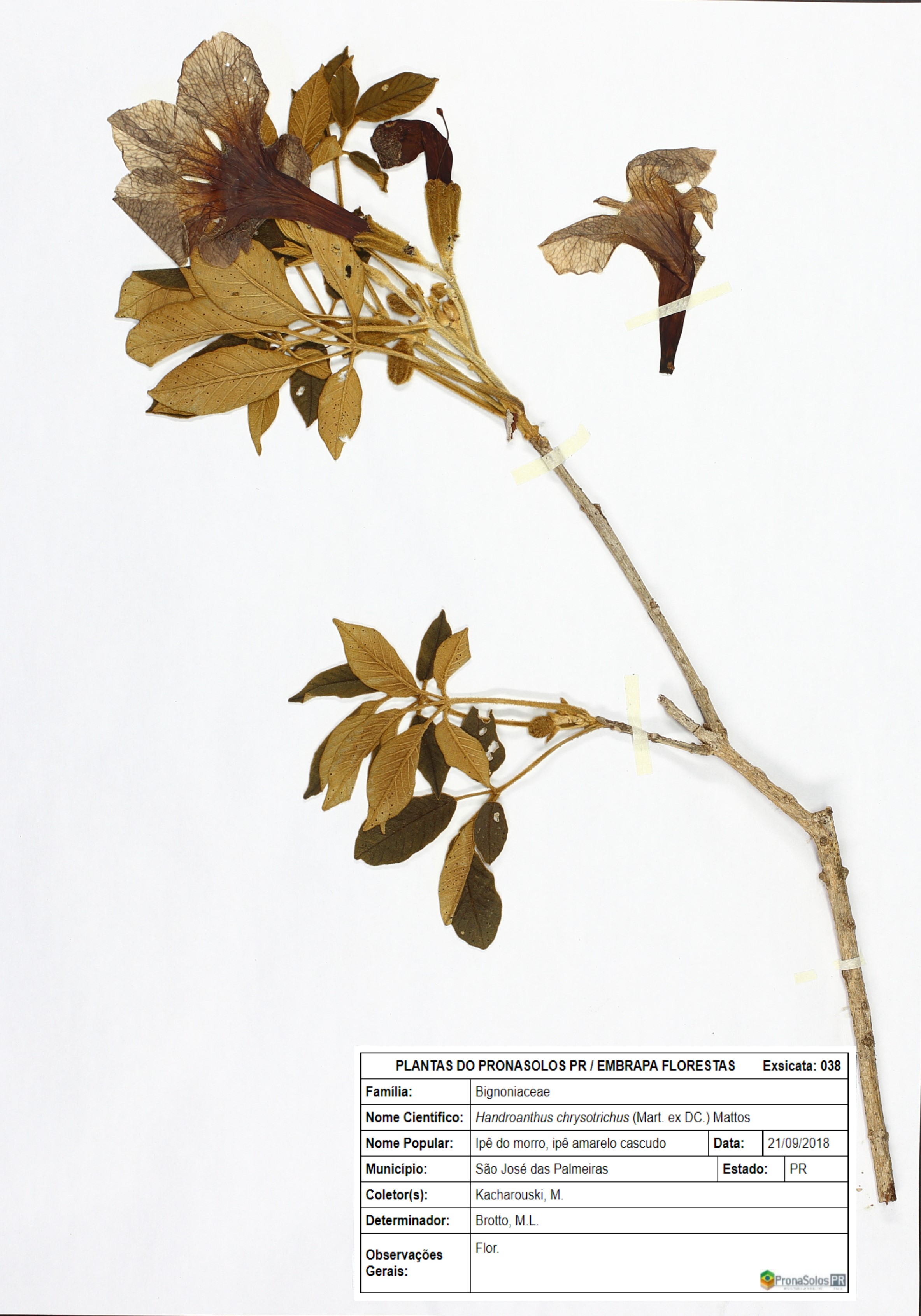 038_Handroanthus chrysotrichus (Mart. ex DC.) Mattos