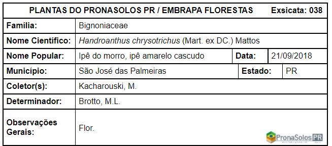 038_handroanthus_chrysotrichus_mart._ex_dc._mattos