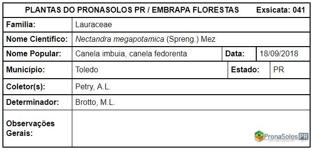 041_Nectandra megapotamica (Spreng.) Mez