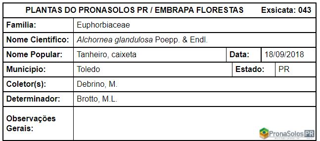 043_Alchornea glandulosa Poepp. _ Endl