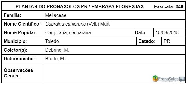 046_Cabralea canjerana (Vell.) Mart.