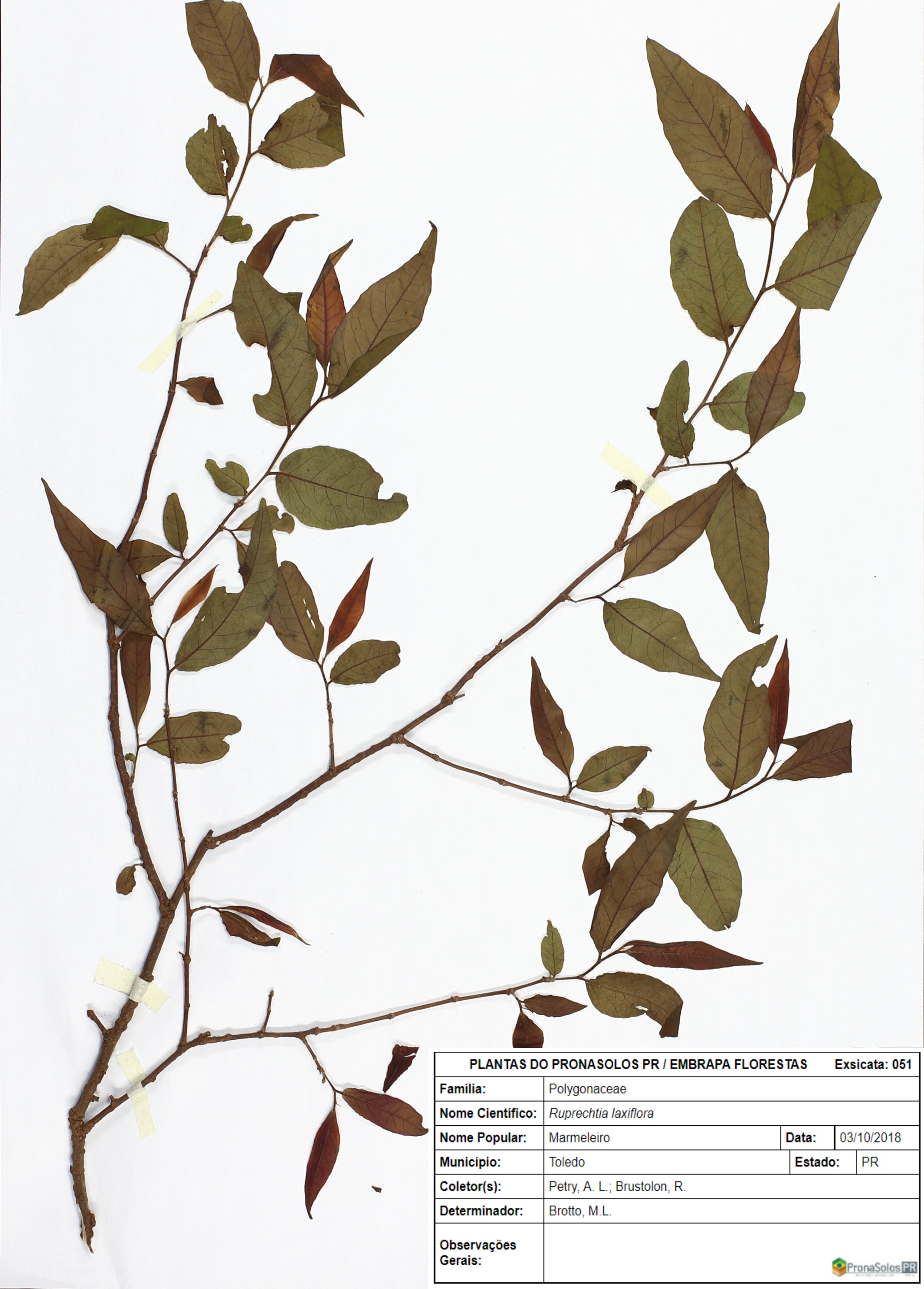 051_Ruprechtia laxiflora