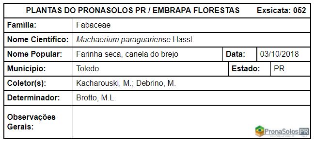 052_Machaerium paraguariense Hassl