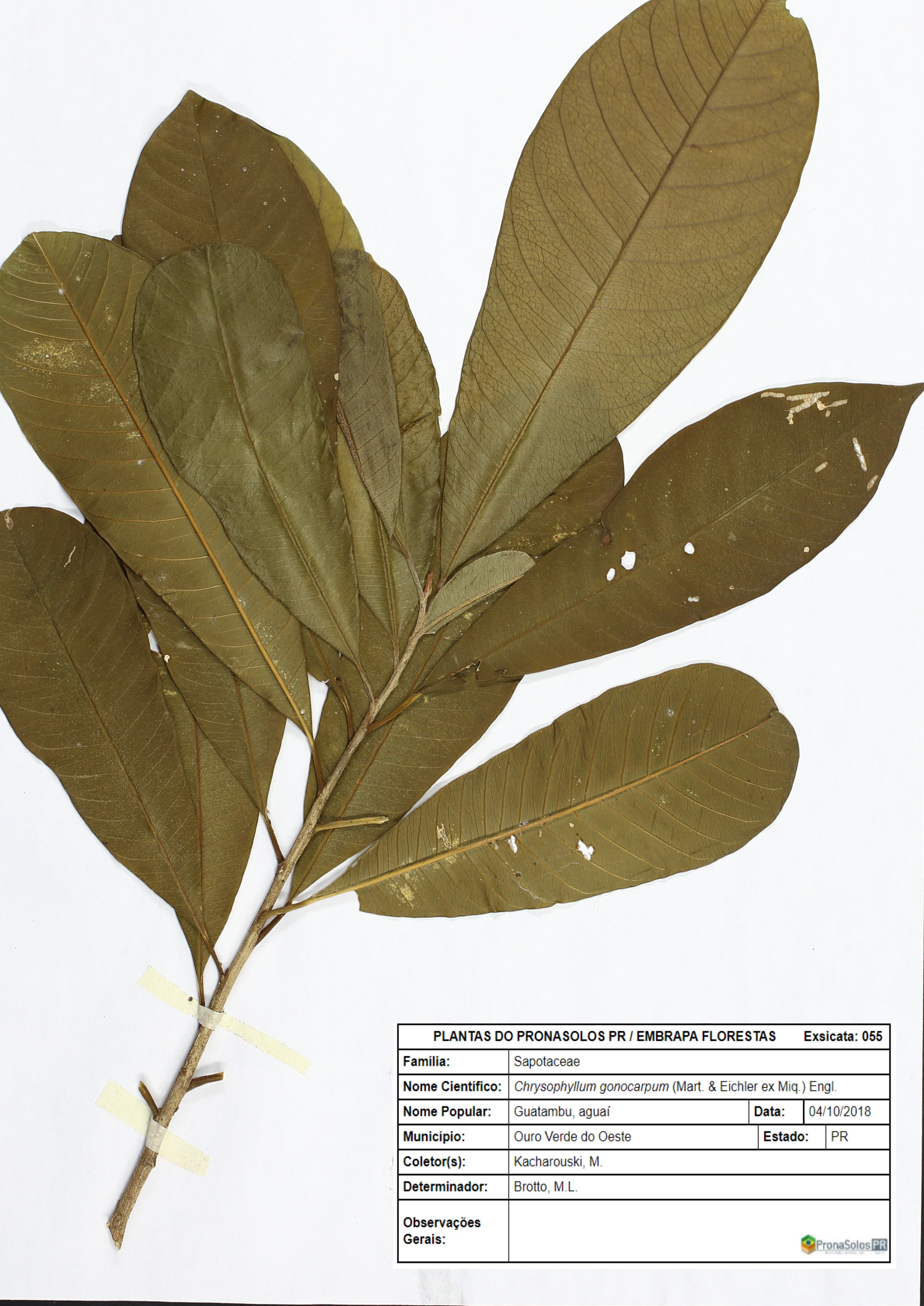 055_Chrysophyllum gonocarpum (Mart. _ Eichler ex Miq.) Engl.