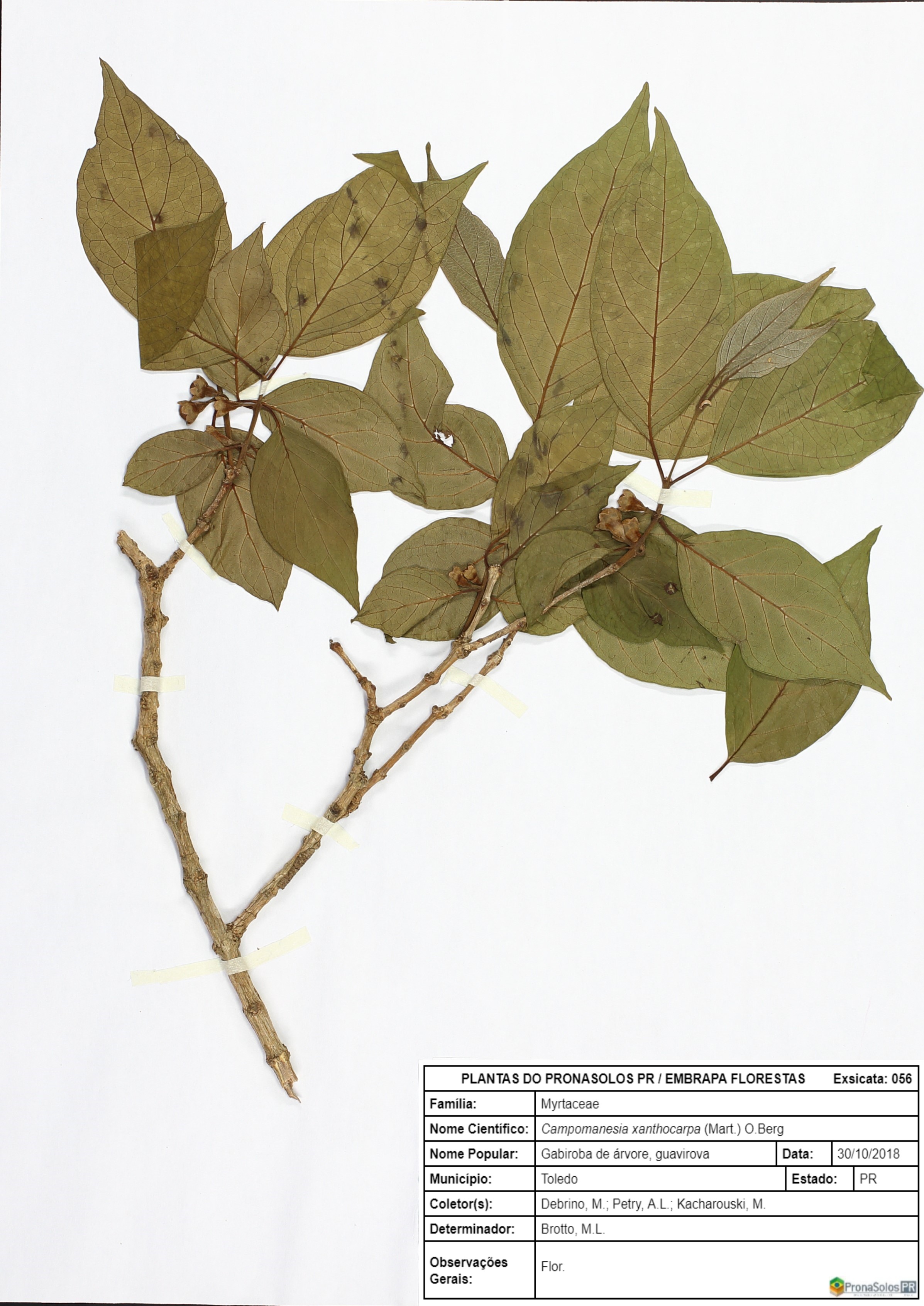 056_Campomanesia xanthocarpa (Mart.) O.Berg
