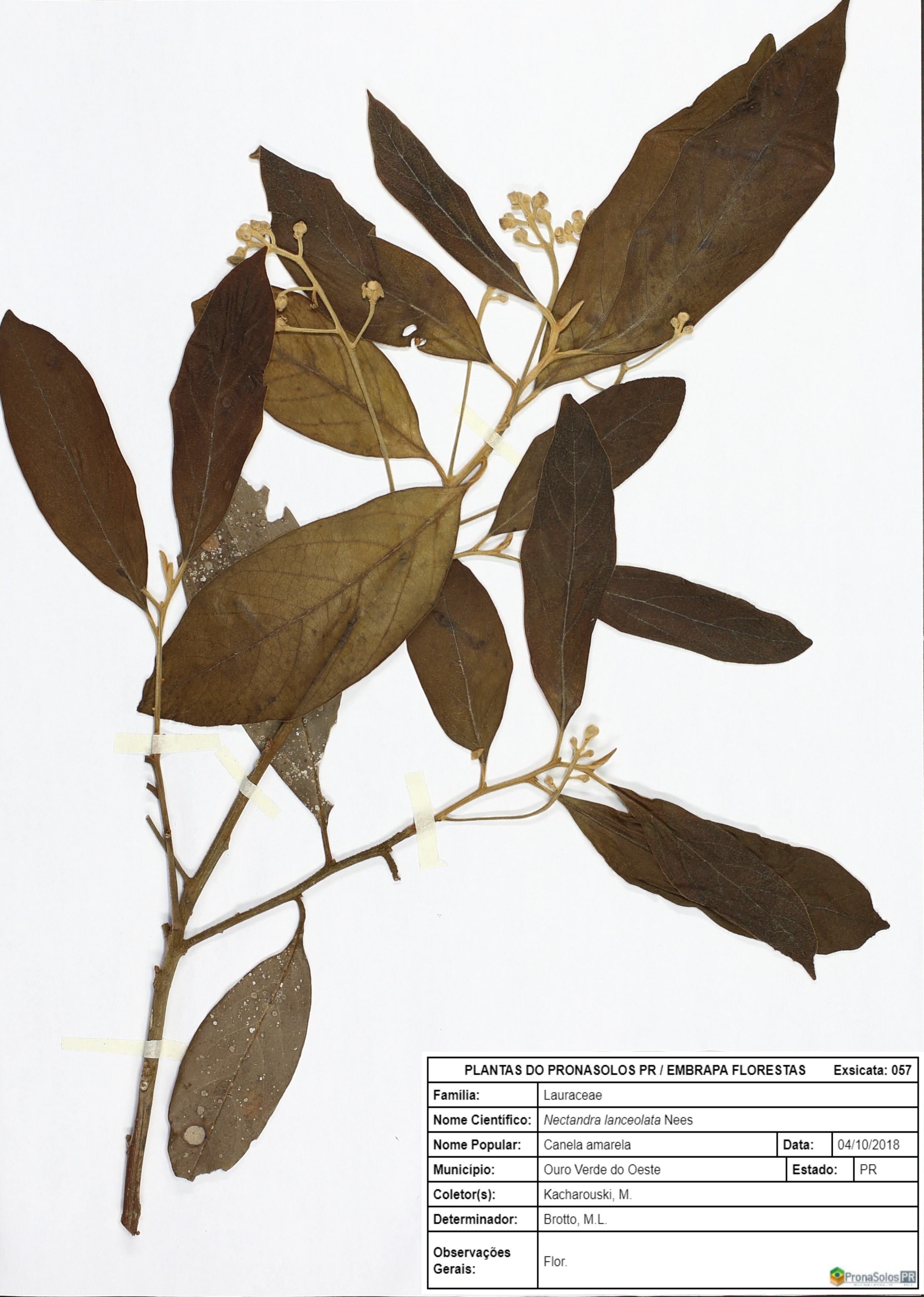 057_Nectandra lanceolata Nees