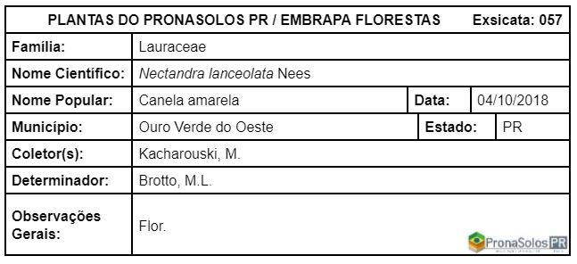 057_Nectandra lanceolata Nees