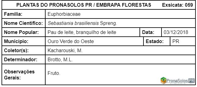 059_Sebastiania brasiliensis Spreng