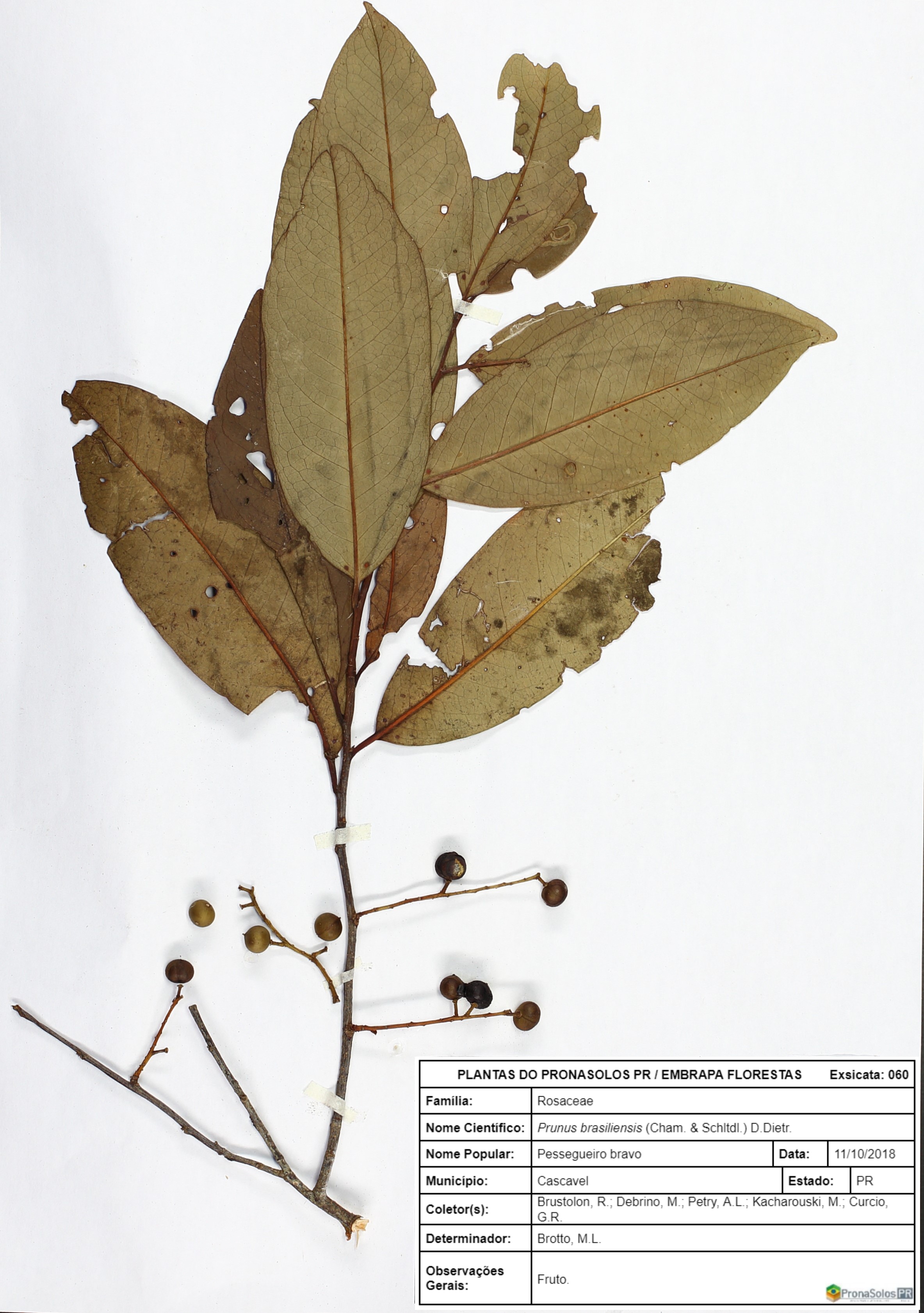 060_Prunus myrtifolia Prunus brasiliensis
