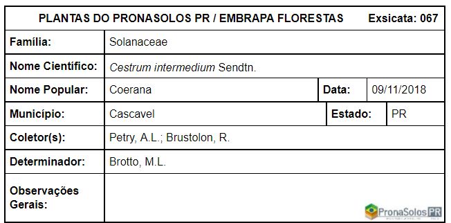 067_Cestrum intermedium