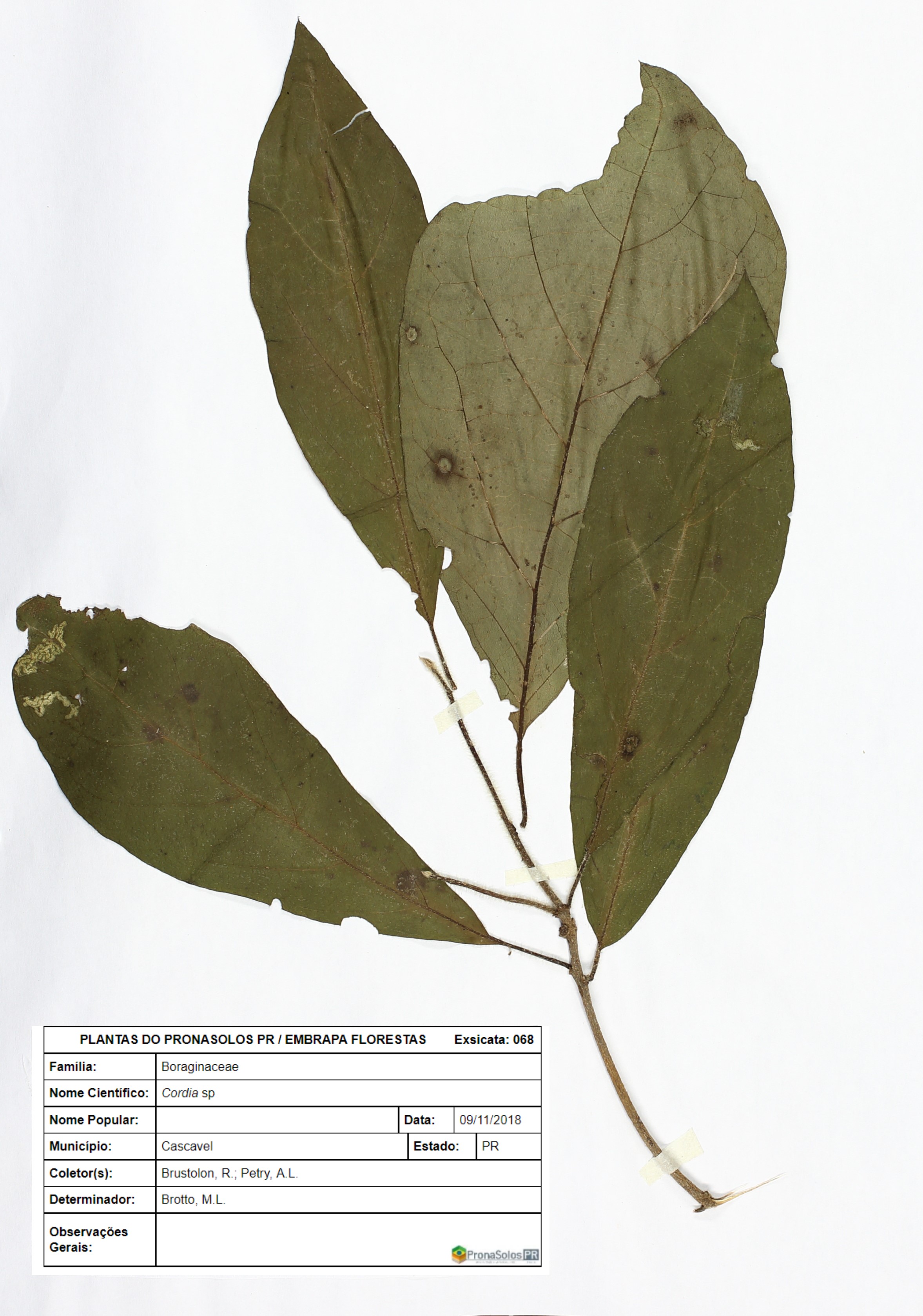 068_Cordia sp