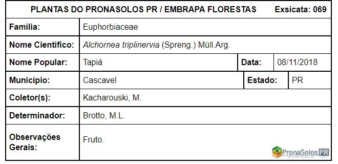 069_Alchornea triplinervia