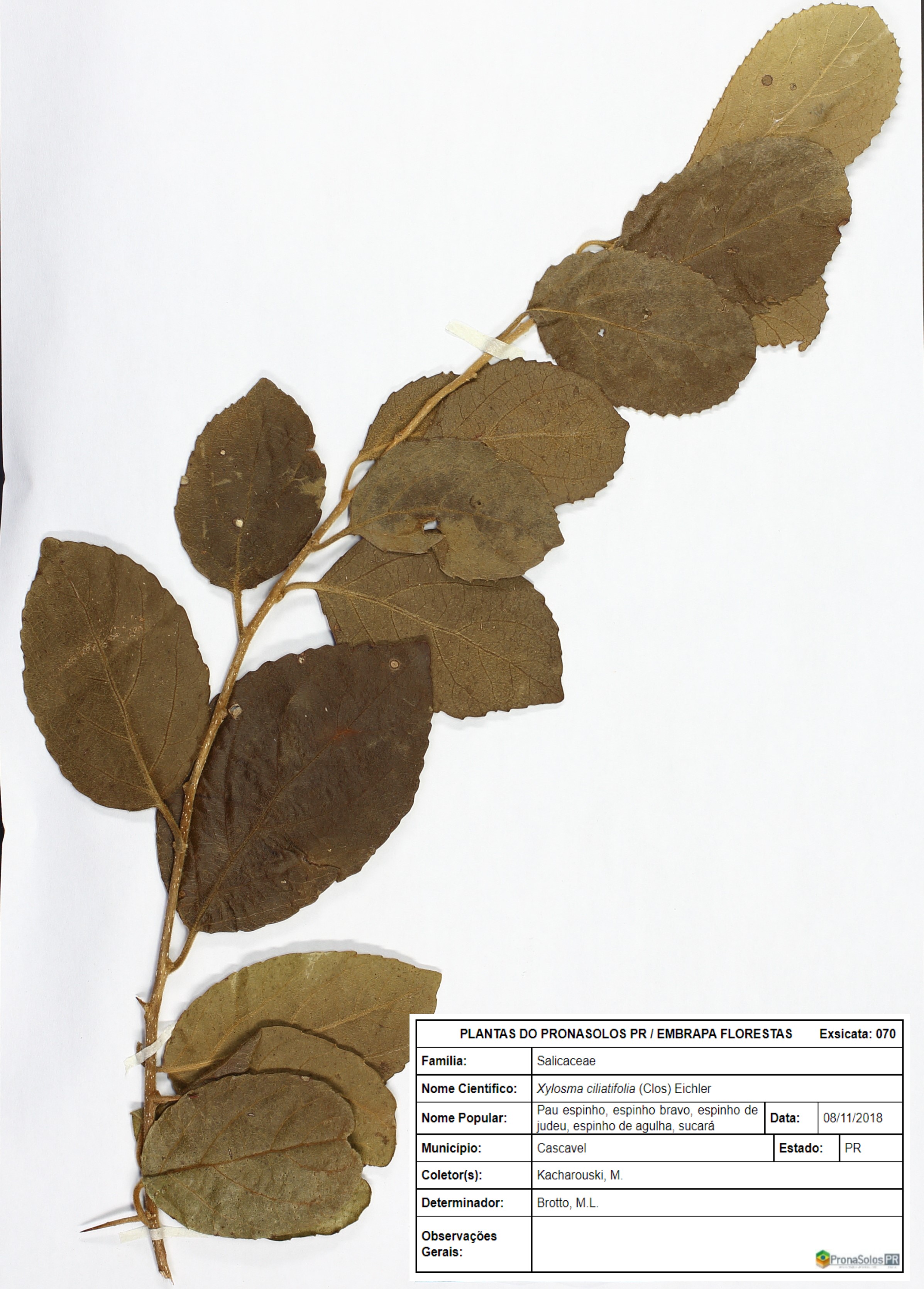 070_Xylosma ciliatifolium  Xylosma ciliatifolia
