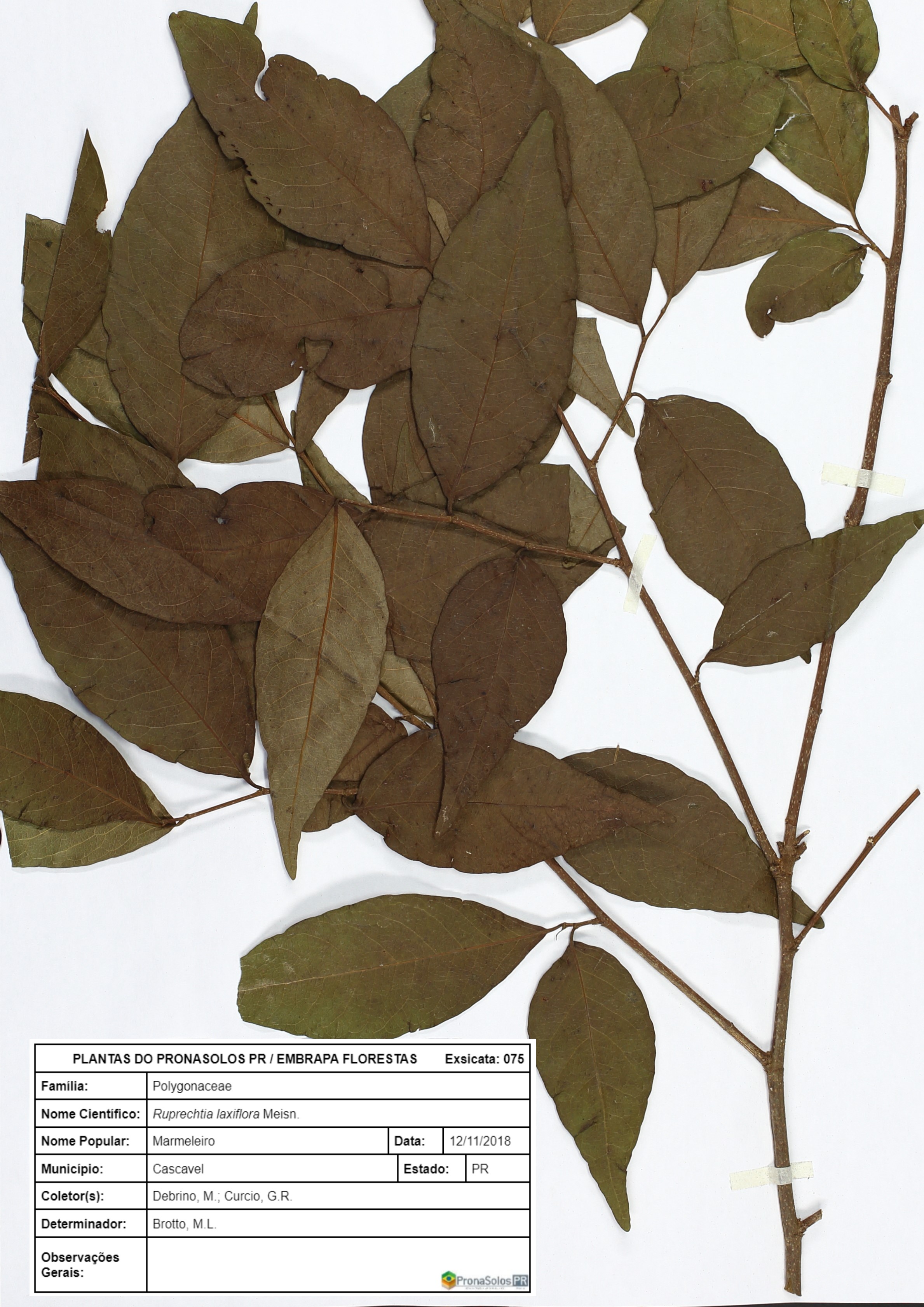 075_Ruprechtia laxiflora Meisn