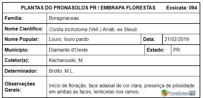 094_Cordia trichotoma