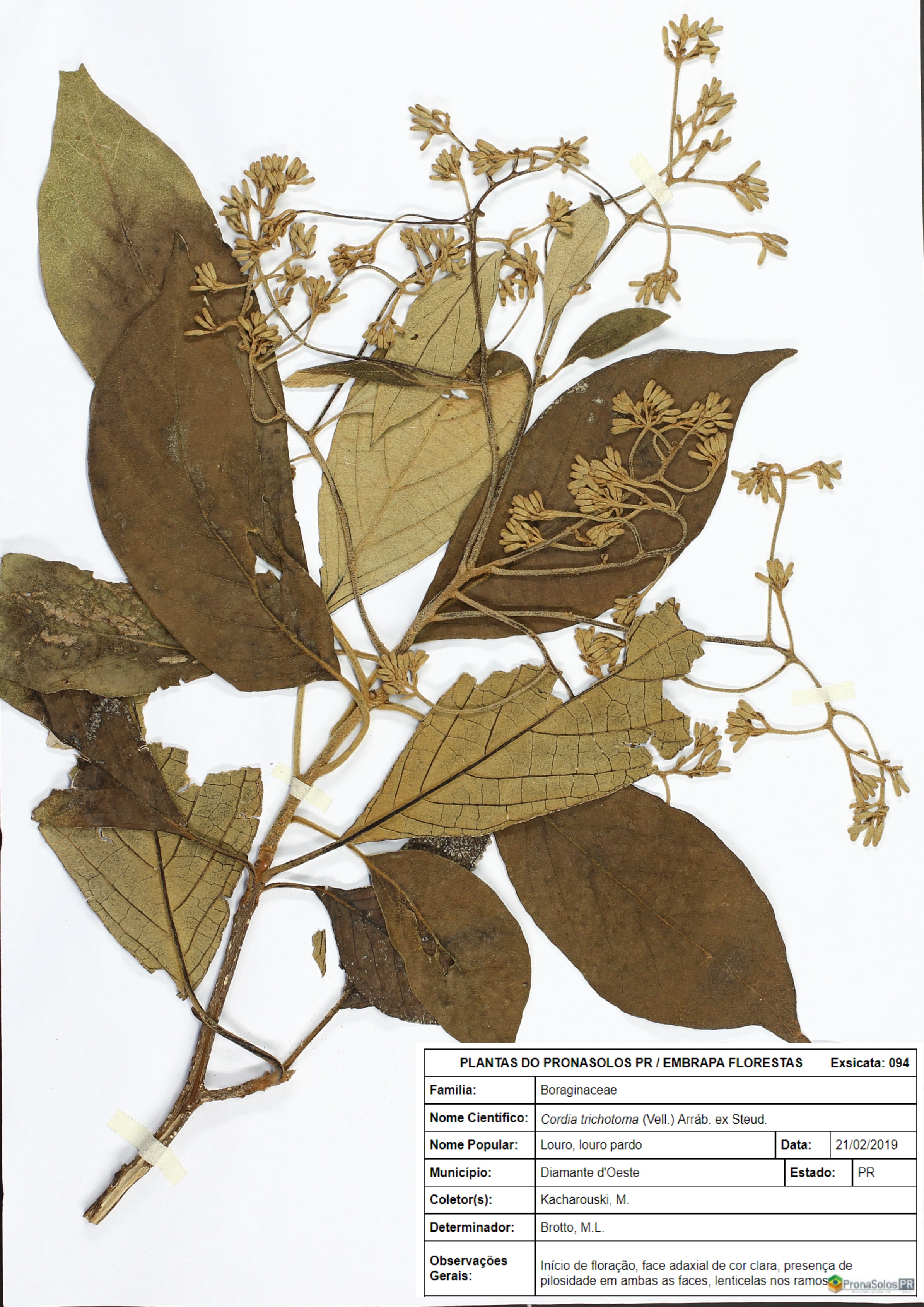 094_Cordia trichotoma 