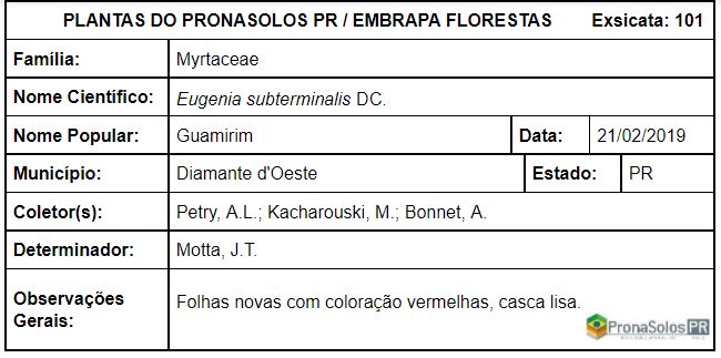 101_Eugenia subterminalis